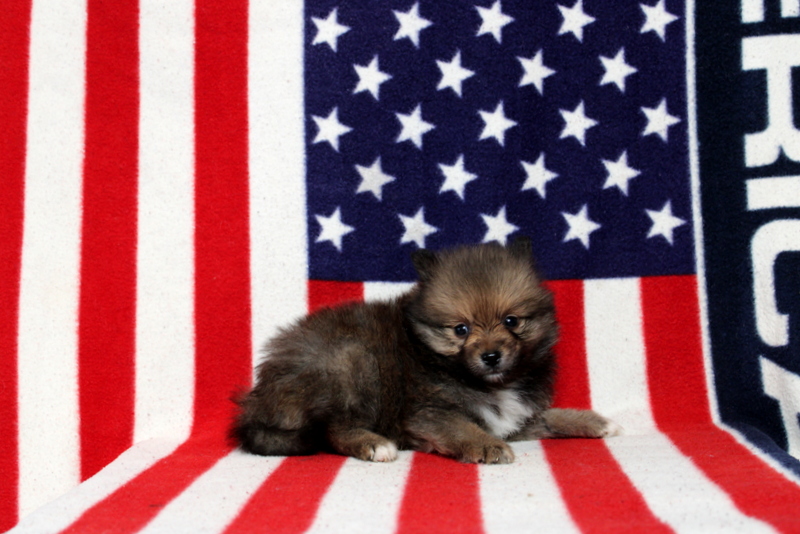 puppy, for, sale, Pomeranian, Matthew B. Stoltzfus, dog, breeder, Gap, PA, dog-breeder, puppy-for-sale, forsale, nearby, find, puppyfind, locator, puppylocator, aca
